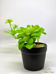 Elegant Green Plant in Black Pot