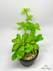 Elegant Green Plant in Black Pot